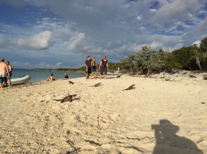 Sunbathing Bahamian Iguanas